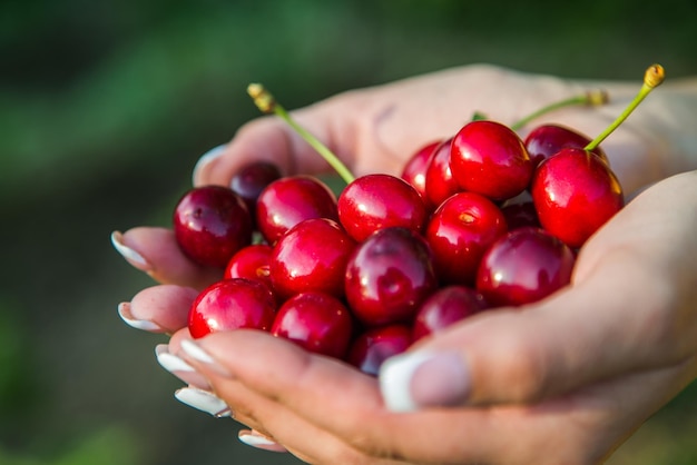 Ragazza matura delle ciliegie che tiene ciliegie dolci rosse deliziose nel prodotto ecologico del primo piano del giardino