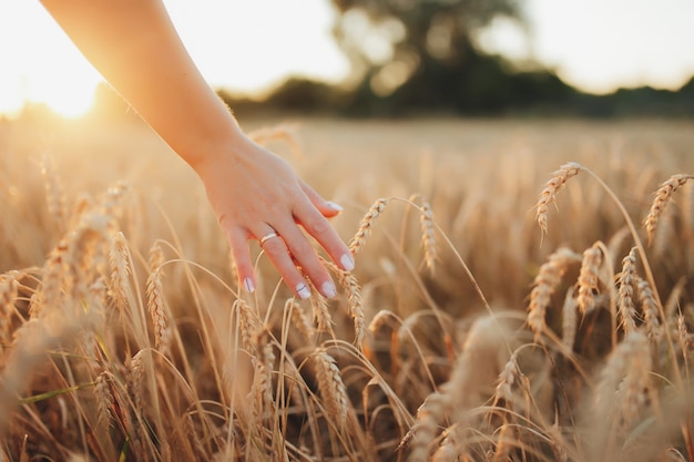 Ragazza nel campo di grano, mano della ragazza e spighetta di grano, tramonto sul campo. Foto di alta qualità