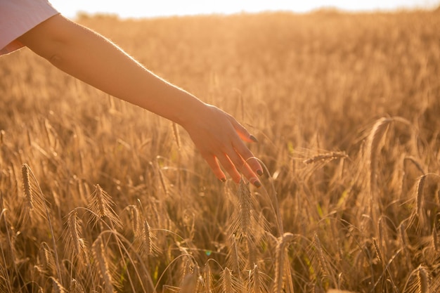 Ragazza nel campo di grano, mano della ragazza e spighette di grano, tramonto sul campo