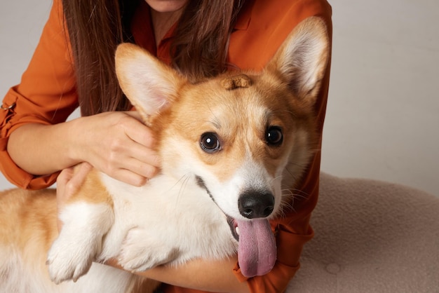 ragazza nutre e dà dolcetti a Pembroke cane corgi gallese seduto sul divano amore per gli animali