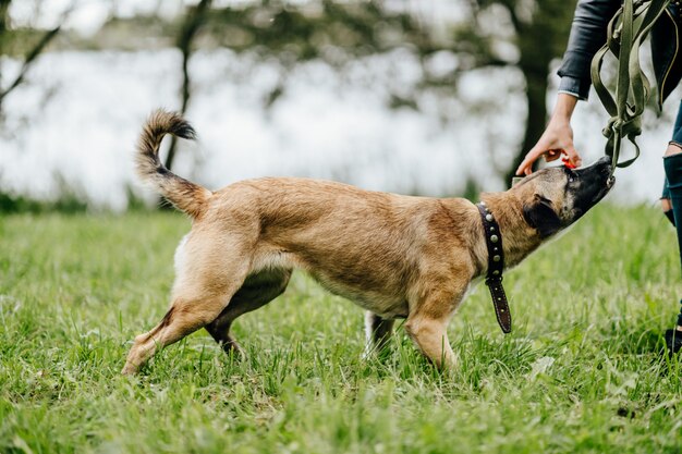 ragazza sconosciuta che gioca con il cane divertente in natura