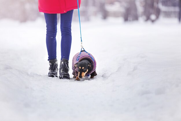 ragazze in giacche calde e cappelli giocano in un parco invernale con un cane a passeggio