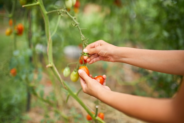 Ragazzina che raccoglie, raccoglie il raccolto di pomodori rossi biologici a casa giardinaggio