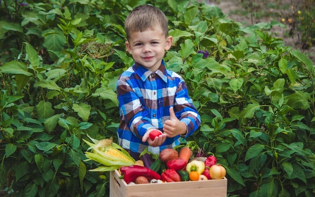 Ragazzo con una scatola di verdure in giardino