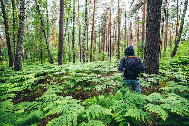 Ragazzo con zaino nella soleggiata foresta estiva tra lussureggianti boschetti di felci