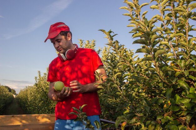 Ragazzo in camicia rossa e berretto che raccoglie mele ascoltando musica con le cuffie rosse