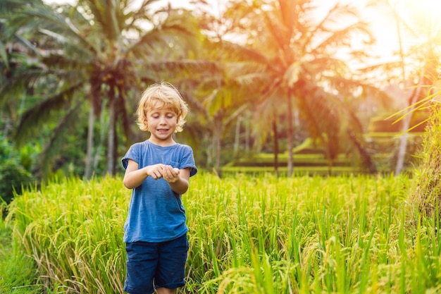 Ragazzo sulla piantagione di campo di riso a cascata verde sulla terrazza di Tegalalang. Bali, Indonesia Viaggiare con il concetto di bambini. Insegnare ai bambini in pratica. con la luce del sole