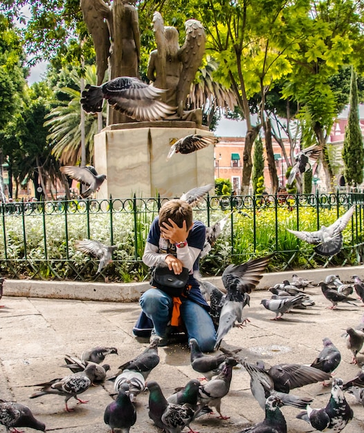 ragazzo tra le colombe