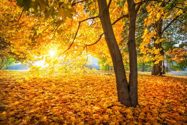 Raggi del sole attraverso foglie d'acero autunnali dorate sugli alberi e sul terreno nel Parco Tsaritsyno a Mosca in una mattina di sole