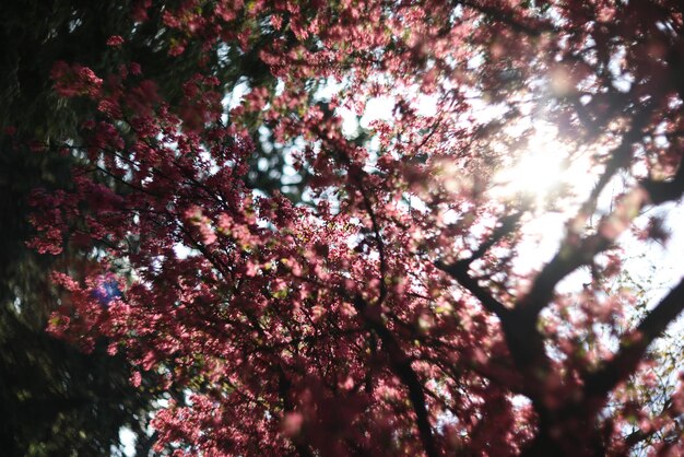 raggi del sole attraverso gli alberi in fiore della primavera