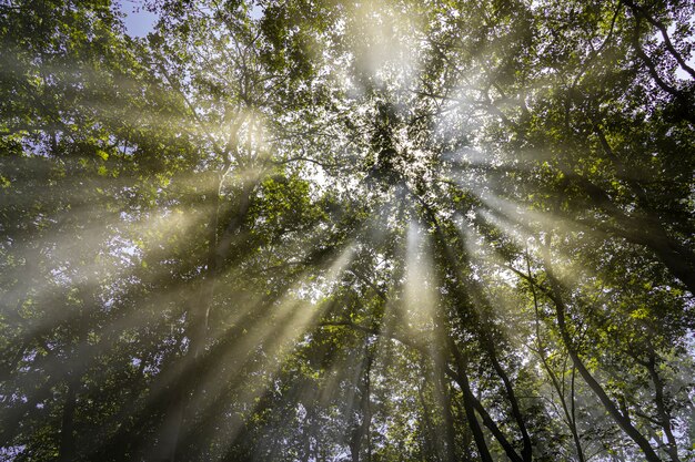 raggi del sole attraverso i rami e le foglie