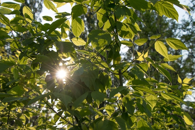 Raggi del sole attraverso il fogliame