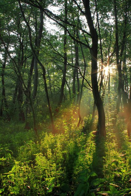 Raggi del sole nella foresta di primavera al tramonto