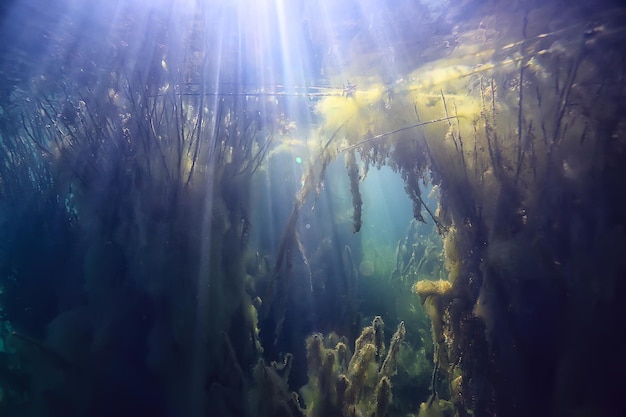 raggi del sole paesaggio sottomarino fluviale / paesaggio subacqueo astratto piante ecosistema fresco