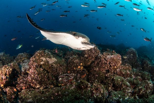 Raggi di aquila macchiati neri che nuotano in subacquei tropicali. Raggio Mobula nel mondo sottomarino. Osservazione del mondo animale. Avventura subacquea nella costa ecuadoriana delle Galapagos