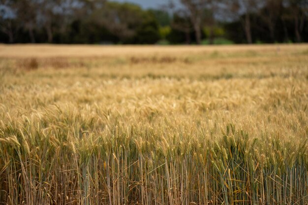 Raggi di colture di grano e orzo che mostrano la crescita dell'agricoltura e l'agronomia