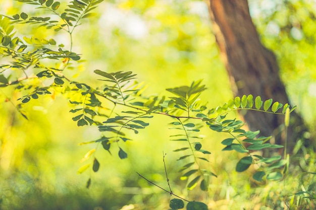 Raggi di luce solare e foresta verde primo piano del ramo con belle foglie verdi Natura pacifica