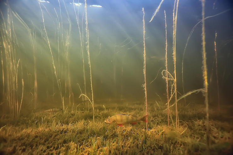 Foto raggi di luce subacquea lago fresco, sfondo astratto natura paesaggio sole acqua