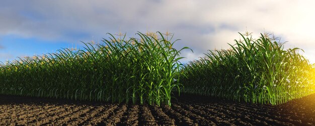 Raggi di mais con spicchi verdi sullo sfondo del suolo Piante di mais 3D