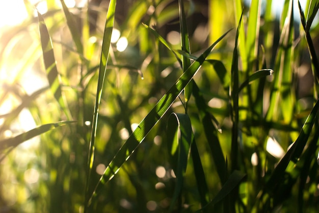 Raggi di sole al mattino nella foresta