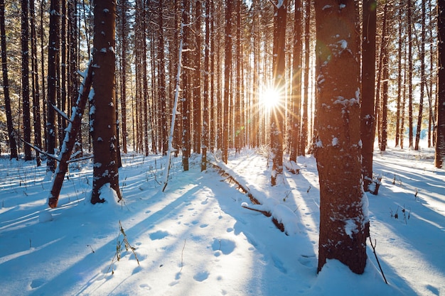 Raggi di sole che attraversano la foresta di pini invernali, ombre blu diritte di alberi sulla neve soffice.