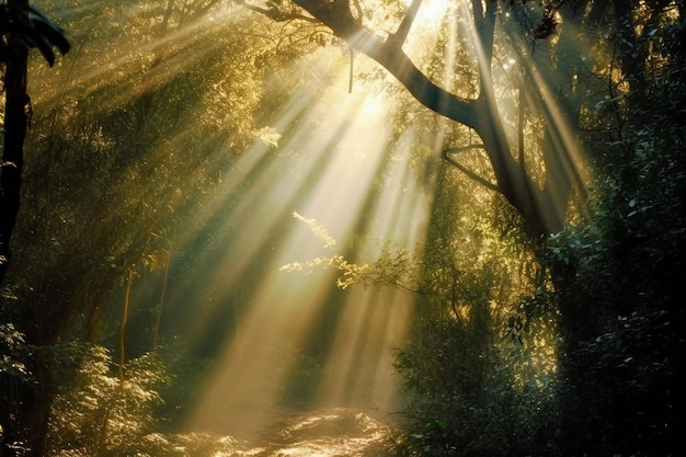 Raggi di sole che brillano attraverso gli alberi della foresta