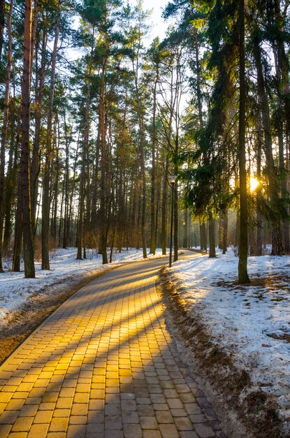 Raggi di sole del tramonto sera nella foresta di pini d'inverno