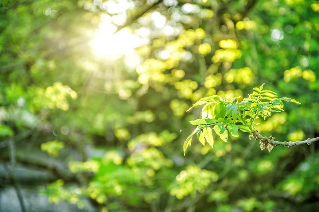 Raggi di sole fresco fogliame verde Primavera natura sfondo