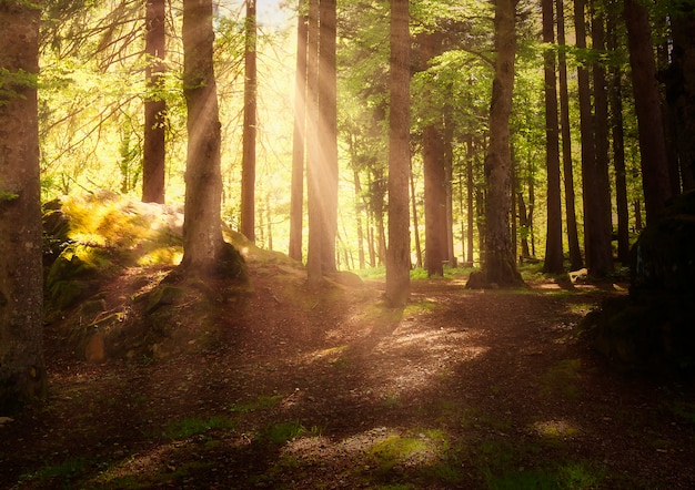 Raggi di sole nella foresta al tramonto