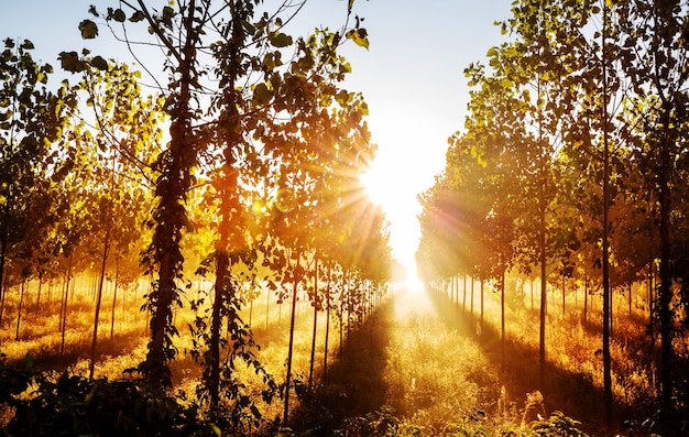 Raggi di sole nella foresta