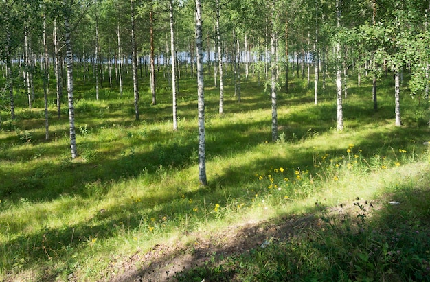 Raggi di sole sull'erba nel boschetto di betulle vicino al fiume