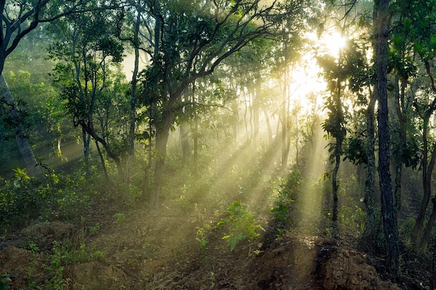 Raggi luminosi nella foresta in mattina nebbiosa in campagna