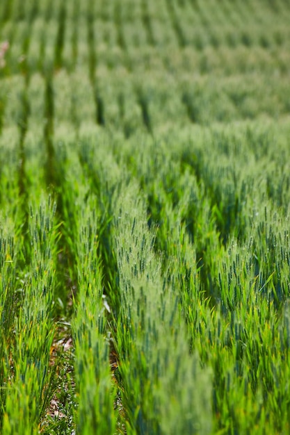 Raggi ordinati di cereali verdi nel campo degli agricoltori