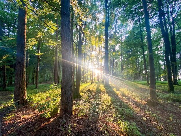 Raggi solari della foresta bavarese