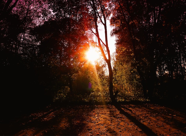 Raggio di luce drammatico sullo sfondo del parco autunnale