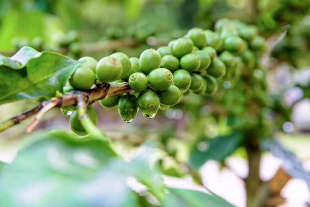 Raggruppa frutti verdi di bacche di caffè su un albero e gocce d'acqua dopo la pioggia