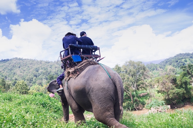 Raggruppi i turisti per guidare su un elefante in foresta Chiang Mai, Tailandia