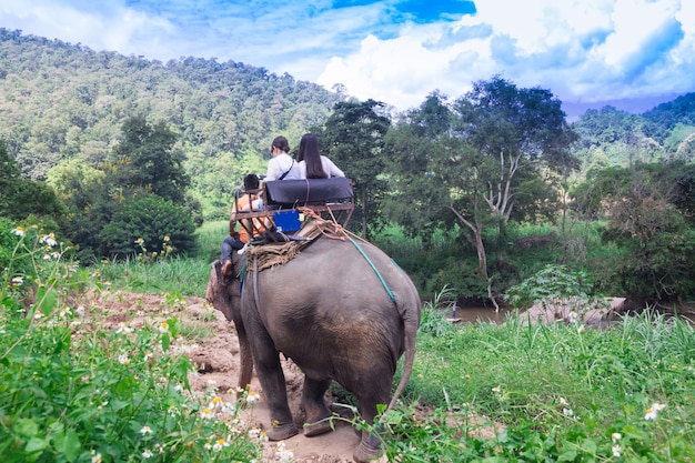 Raggruppi i turisti per guidare su un elefante in foresta Chiang Mai