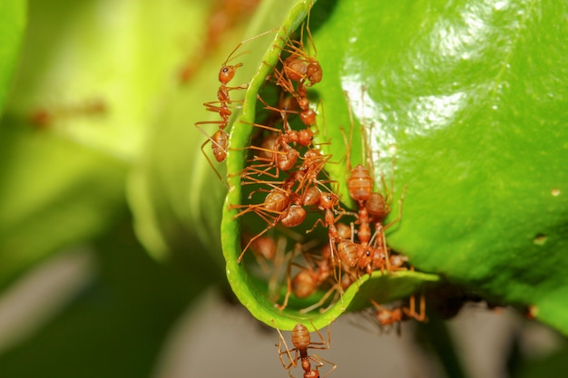 Raggruppi il nido rosso della formica di configurazione della formica dalla foglia verde in natura alla foresta Tailandia