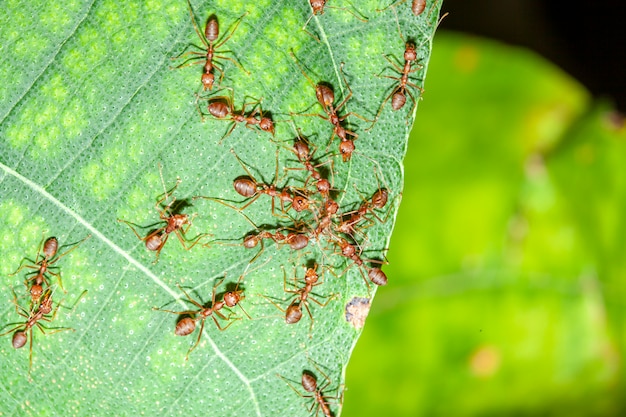 Raggruppi la formica rossa di attacco della formica rossa su foglia in natura