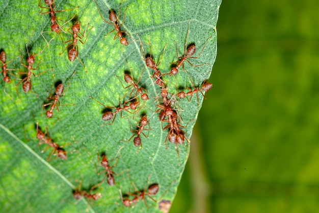 Raggruppi la formica rossa di attacco della formica rossa su foglia in natura