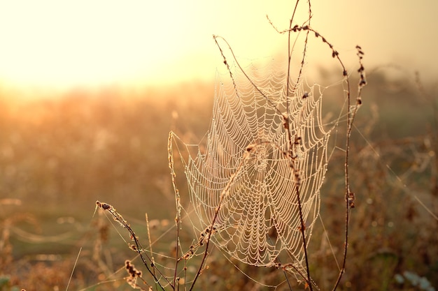 Ragnatela con gocce di rugiada all'alba nebbiosa autunnale