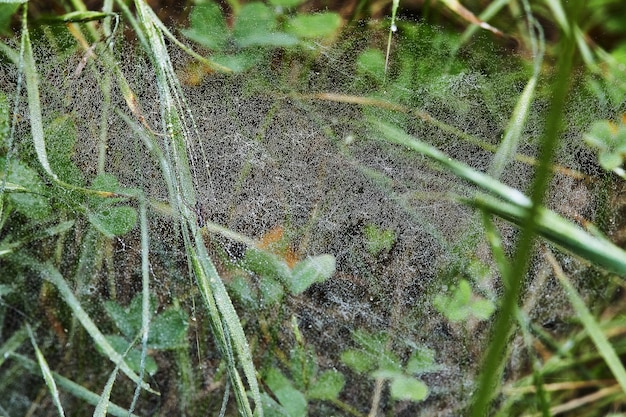 Ragnatela con gocce di rugiada sul primo piano dell'erba verde