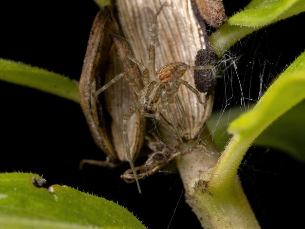 Ragnatela da vivaio della Famiglia Pisauridae