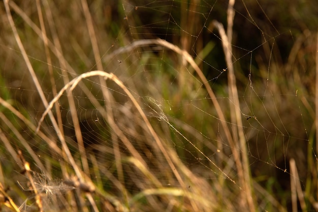 ragnatela e filo d'erba con la natura come sfondo