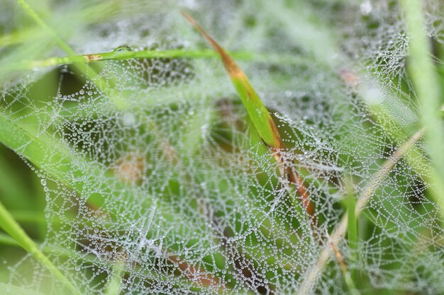 ragnatela rugiada goccia d'acqua