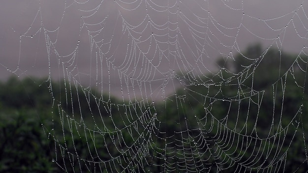 Ragnatela rugiadosa al mattino