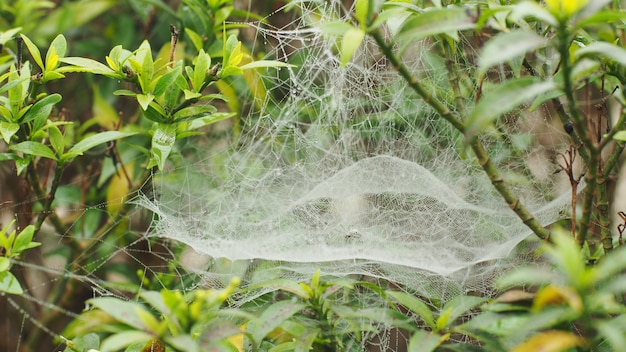 Ragnatela rugiadosa al mattino