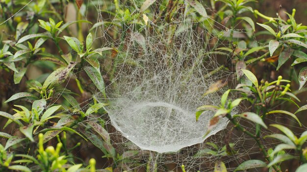 Ragnatela rugiadosa al mattino