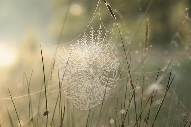 Ragnatela su un prato durante l'alba